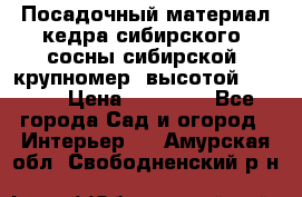 Посадочный материал кедра сибирского (сосны сибирской) крупномер, высотой 3-3.5  › Цена ­ 19 800 - Все города Сад и огород » Интерьер   . Амурская обл.,Свободненский р-н